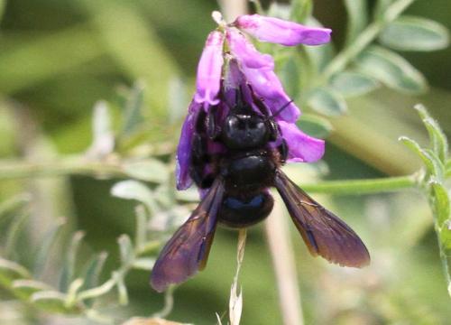 Xylocopa iris